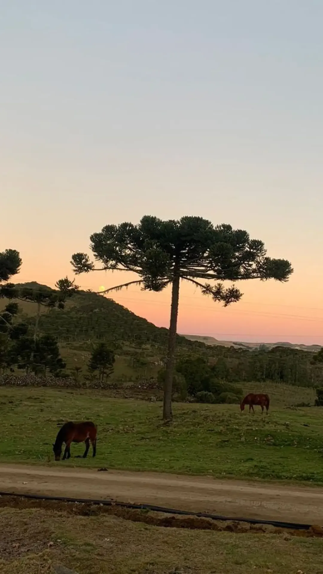 Araucária no campo ao entardecer em Bom Jardim da Serra